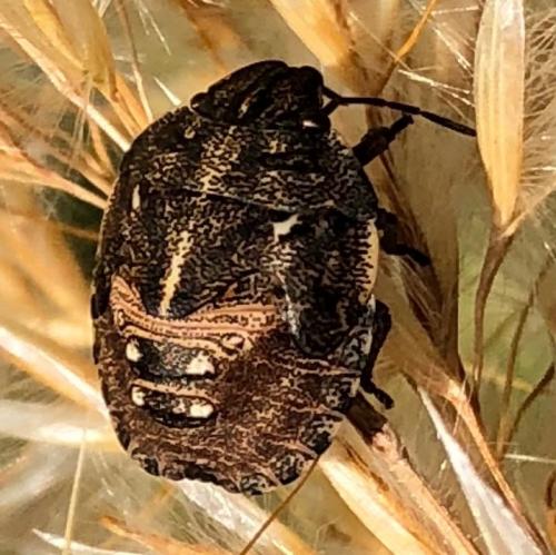 Eurygaster testudinaria